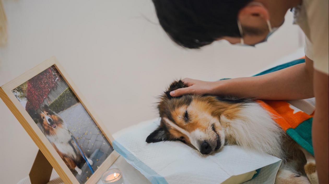 El dueño de un perro se despide de su mascota fallecida durante un funeral en la tienda de mascotas Rainbow Planet en Pekín,