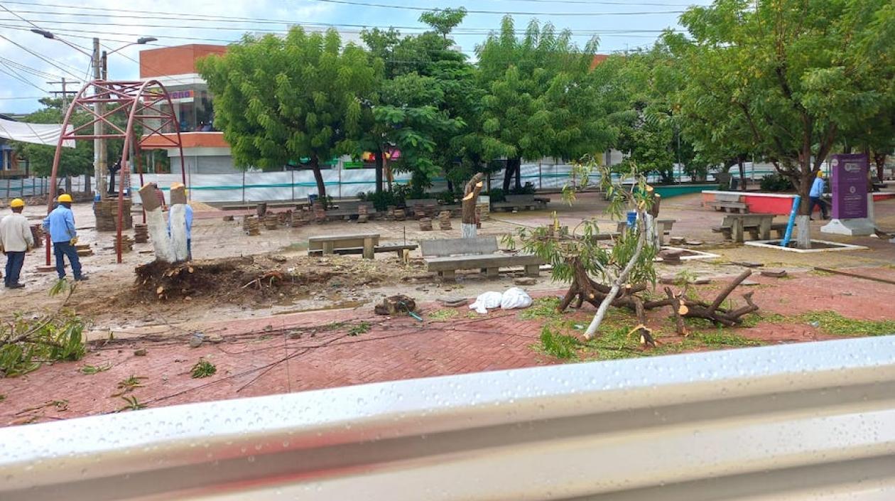 Tala de árboles en la plaza principal de Sabanalarga.