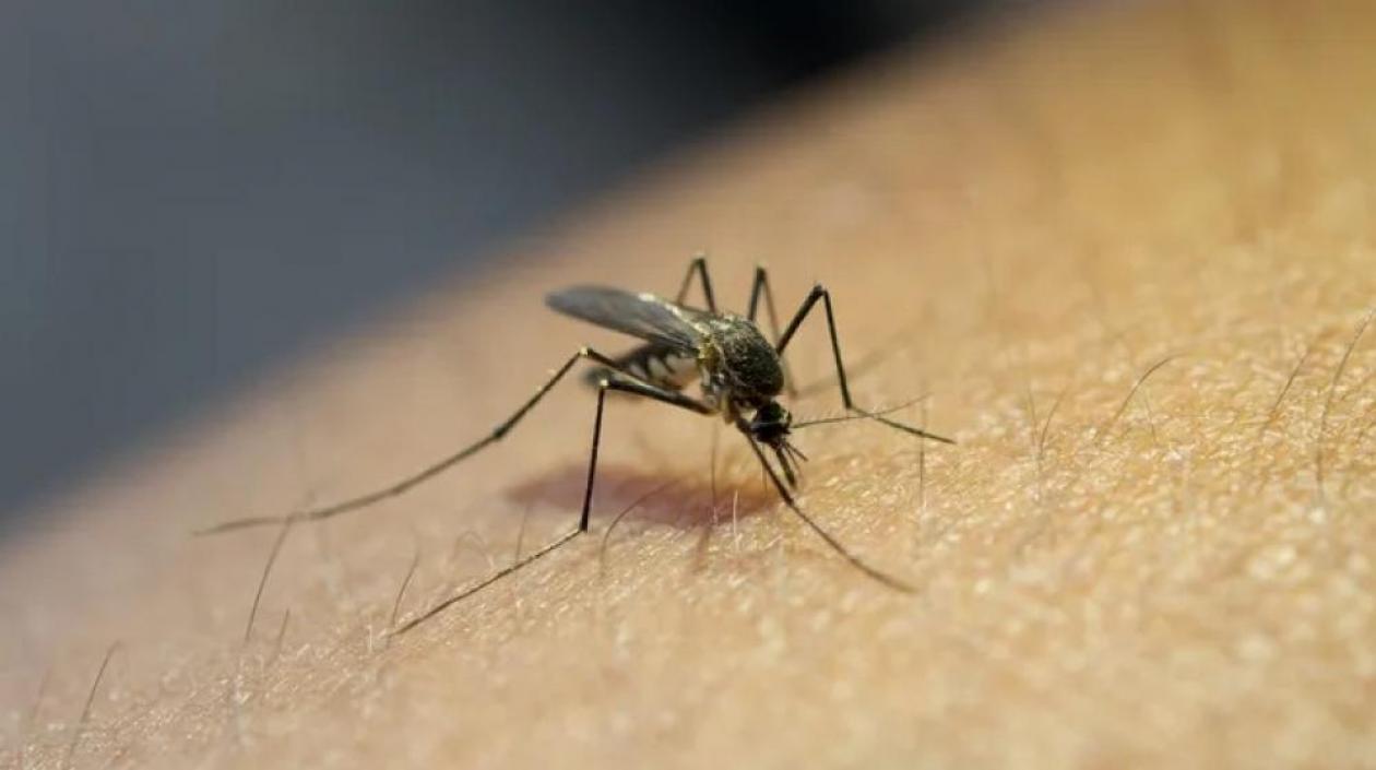 Imagen de referencia.