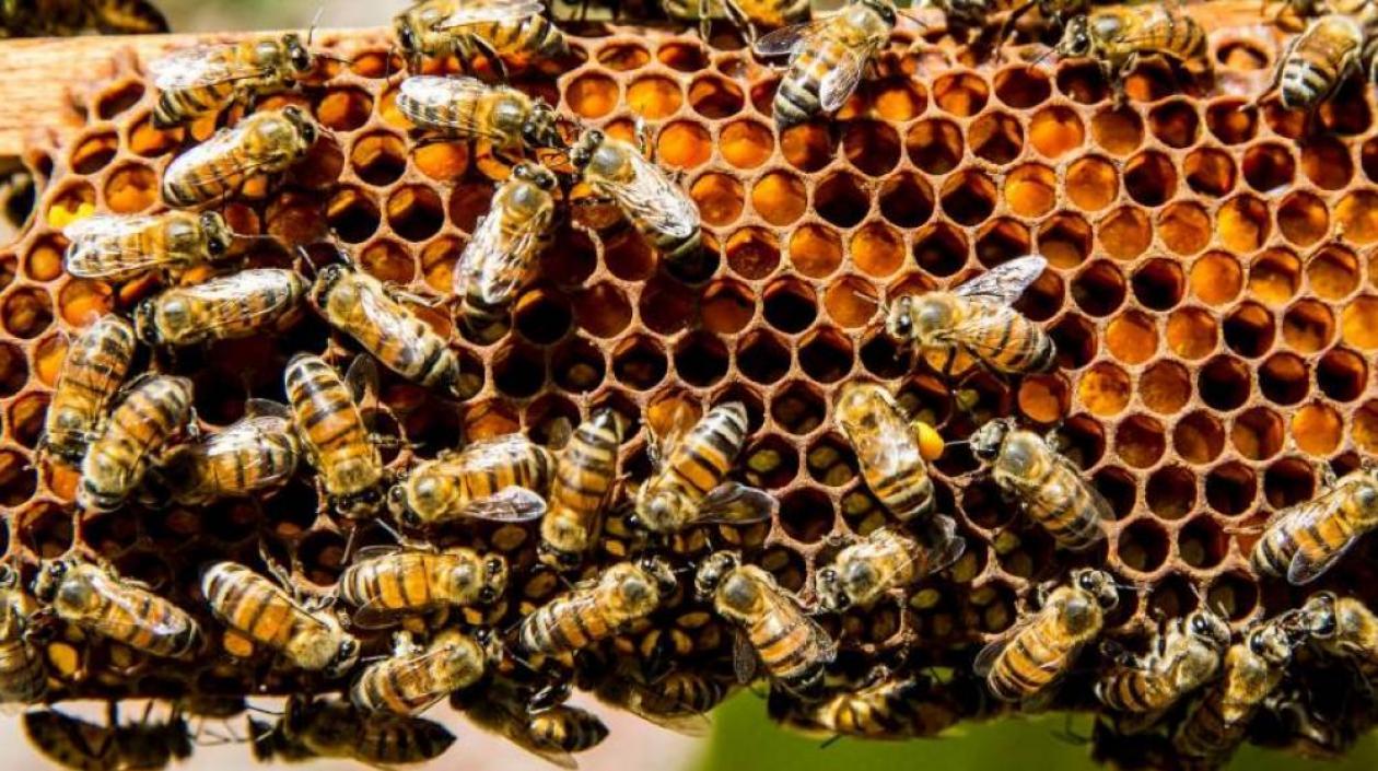 Imagen de referencia