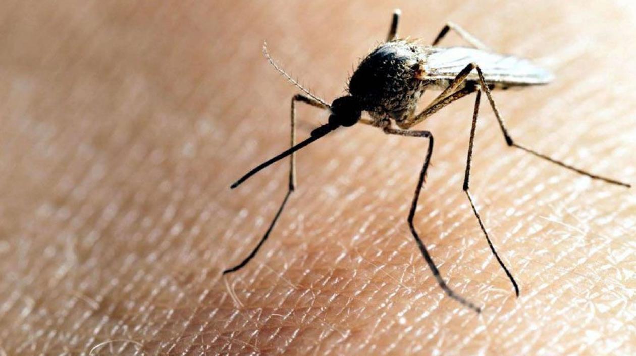 Aedes Aegypti, mosquito transmisor del dengue. 