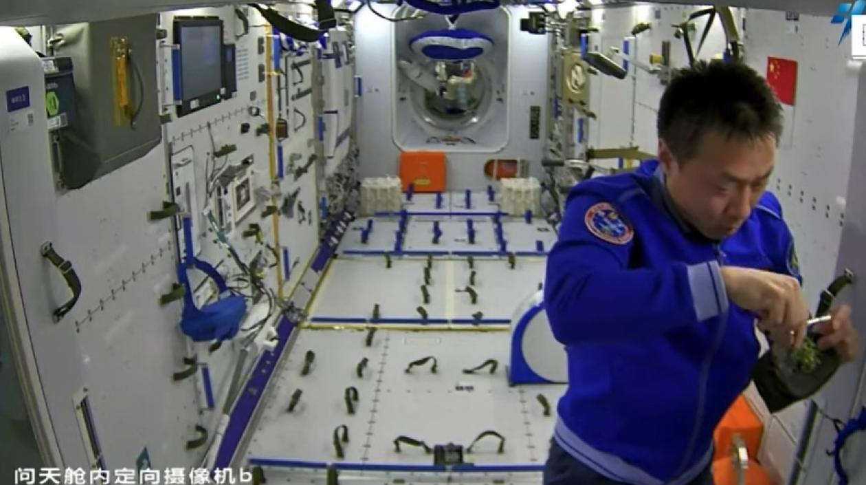 Un astronauta chino revisa las plantas de arroz,