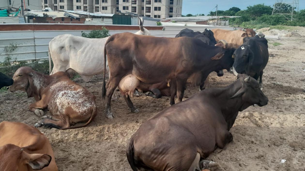 Vacas recuperadas por la Policía de Atlántico. 