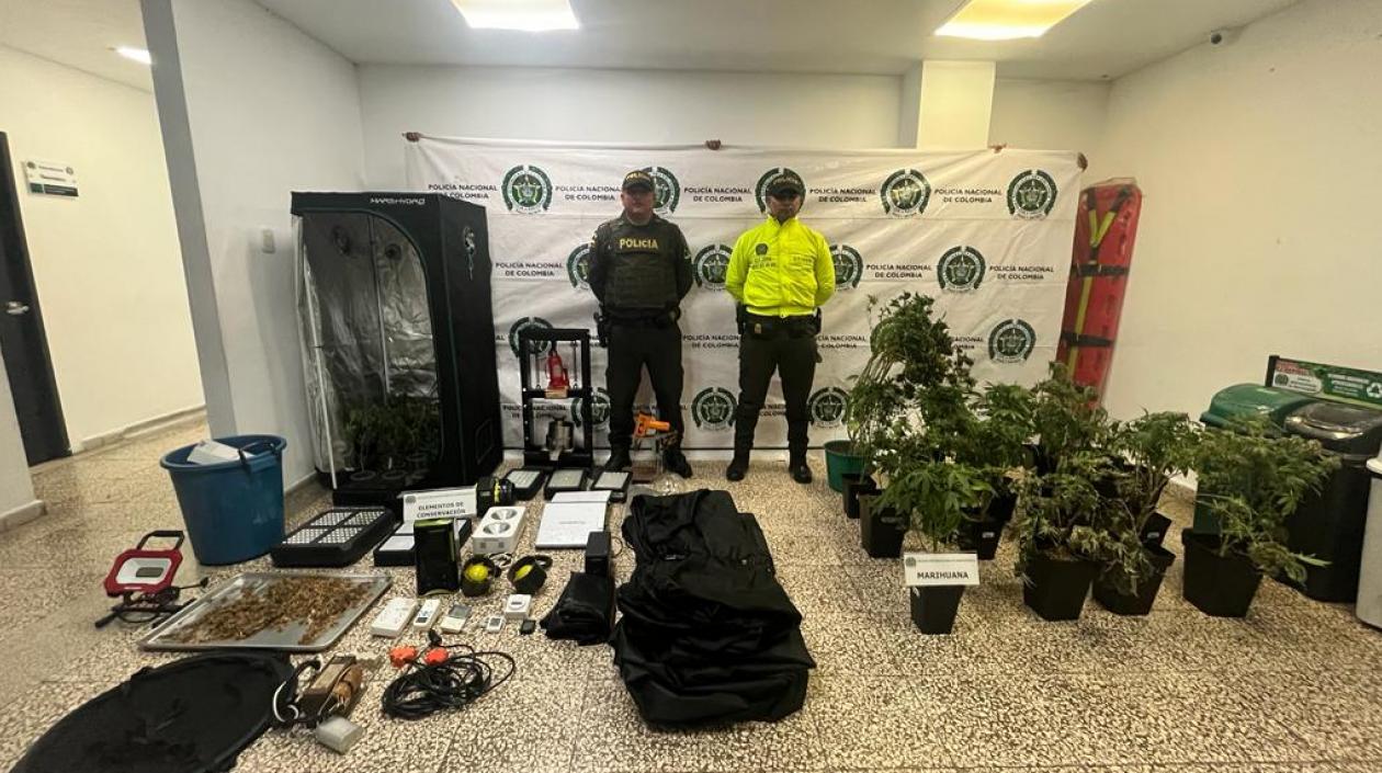 Cultivo de marihuana desmantelado. 