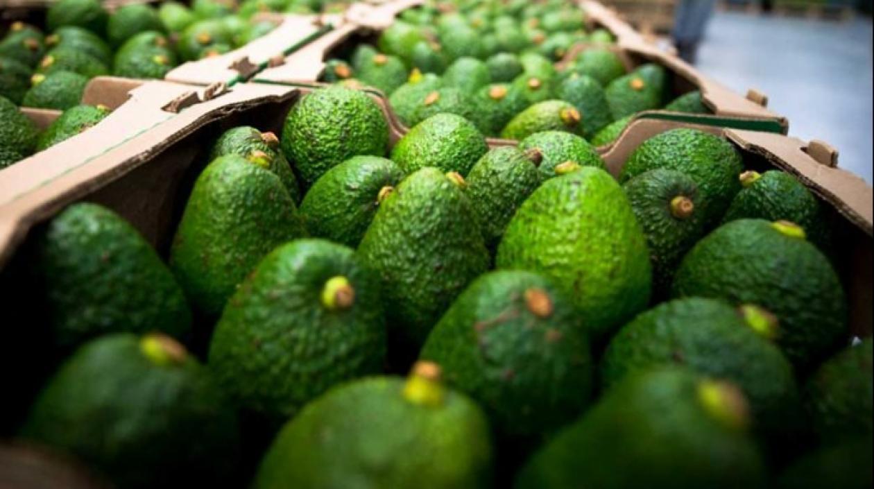 Aguacate Hass exportado a Chile.