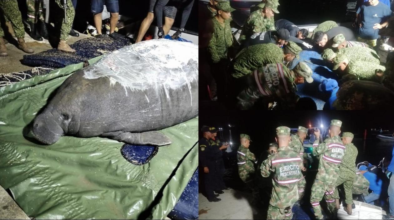 Rescate de la manatí en el Magdalena. 