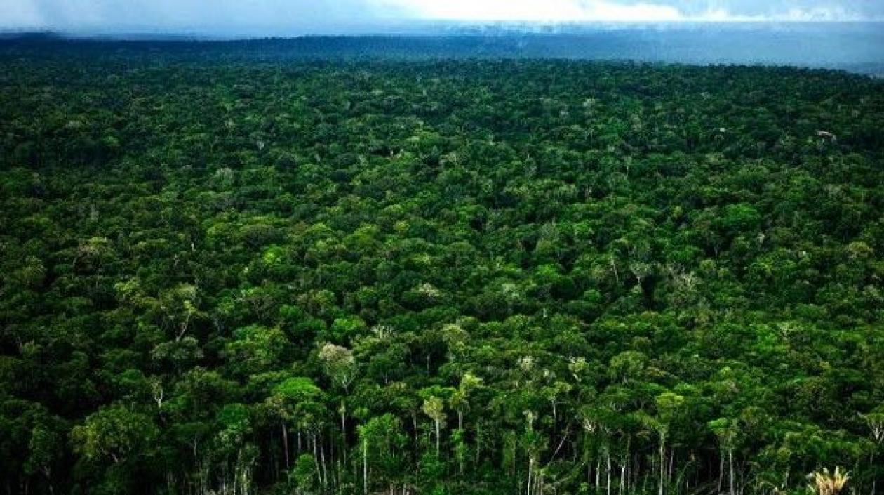 Bosques amazónicos. 