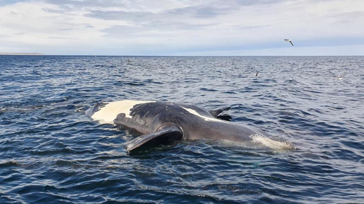Ballena sin vida en aguas de Argentina.
