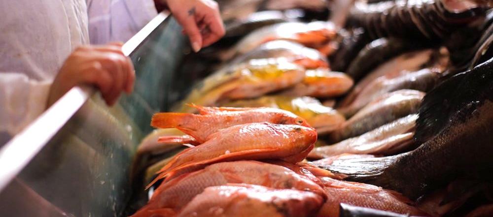 El estudio analizó toda una variedad de especies.