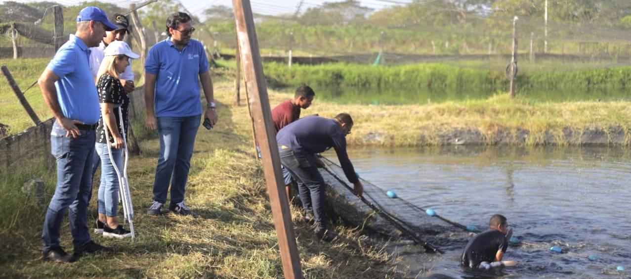 Recogiendo la cosecha de tilapia negra.