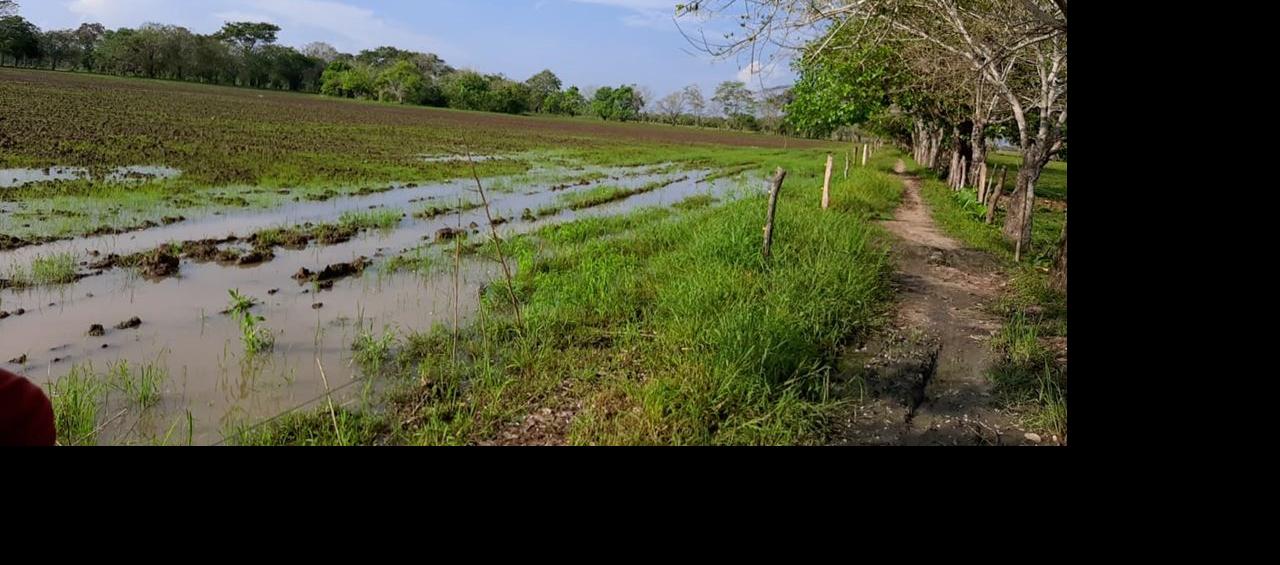 Los agricultores habían sembrado patilla, melón y arroz.