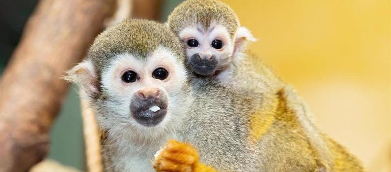 Imagen de referencia.