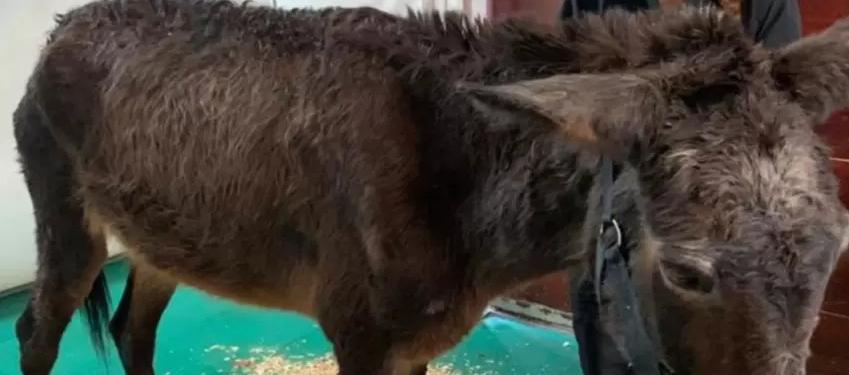 Mula maltratada a la que le fue aplicada la eutanasia.