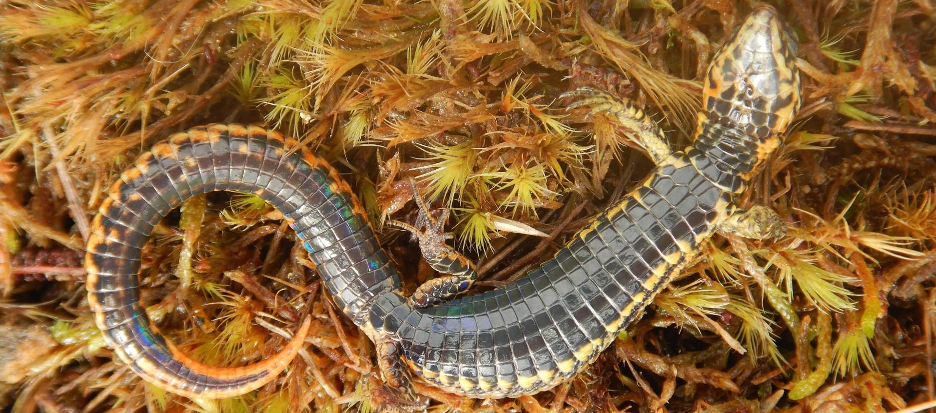 Fotografía sin fecha cedida por el Servicio Nacional de Áreas Naturales Protegidas por el Estado que muestra una nueva especie de lagartija.