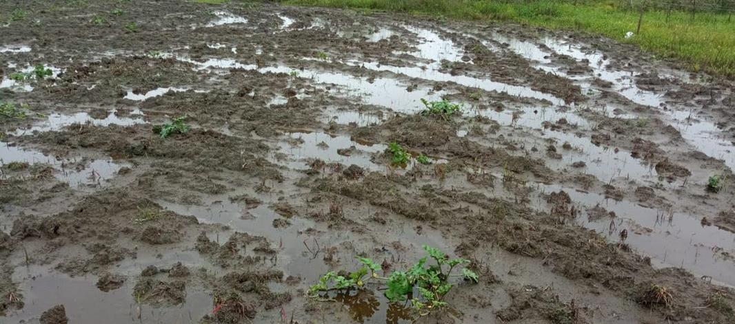 Cultivos de frutas como patilla y melón quedaron bajo el agua.