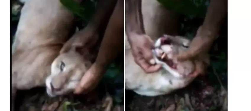 Imágenes del animal cazado.