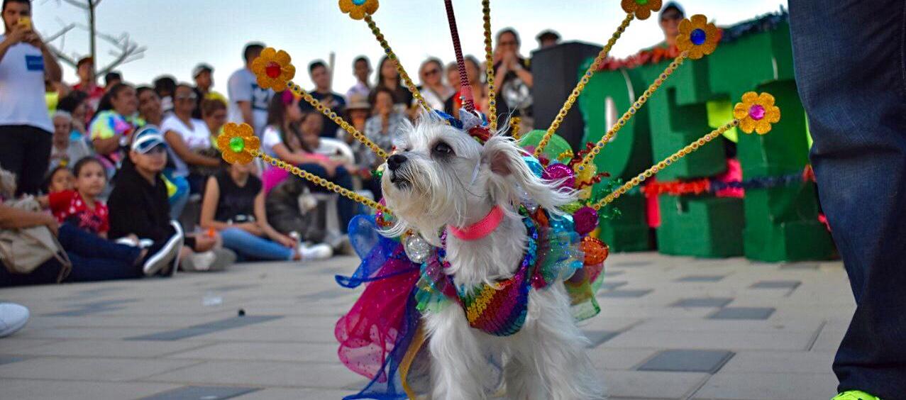 Imagen de referencia.