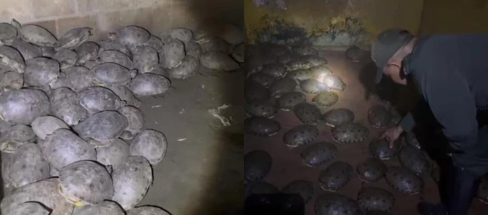 Parte del decomiso de hicoteas.