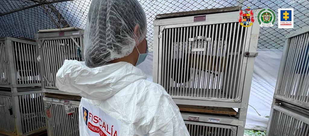 Intervención de las autoridades para el rescate de los monos.