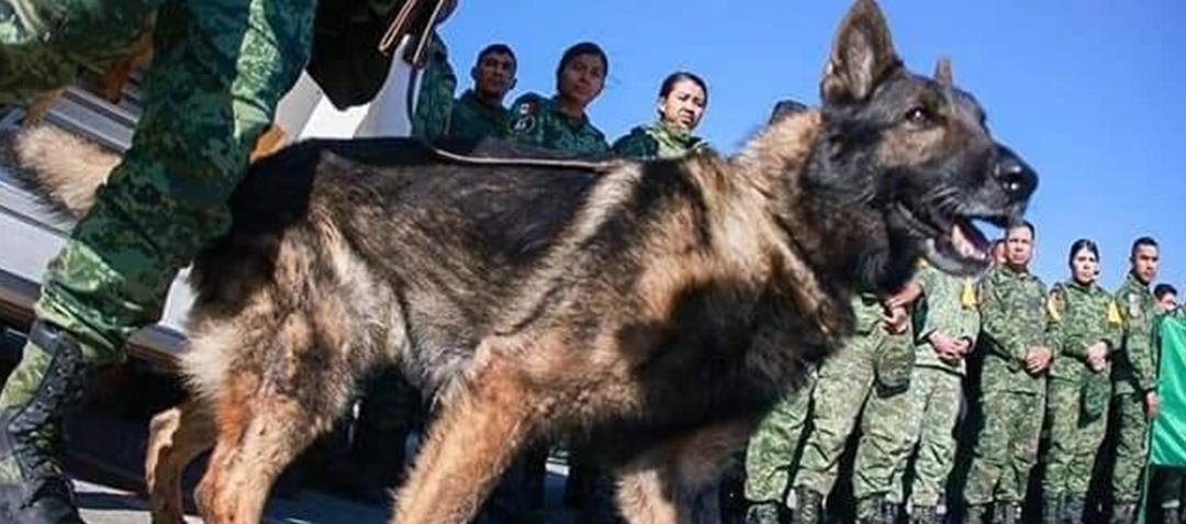 ‘Proteo’ en labores de rescate. 