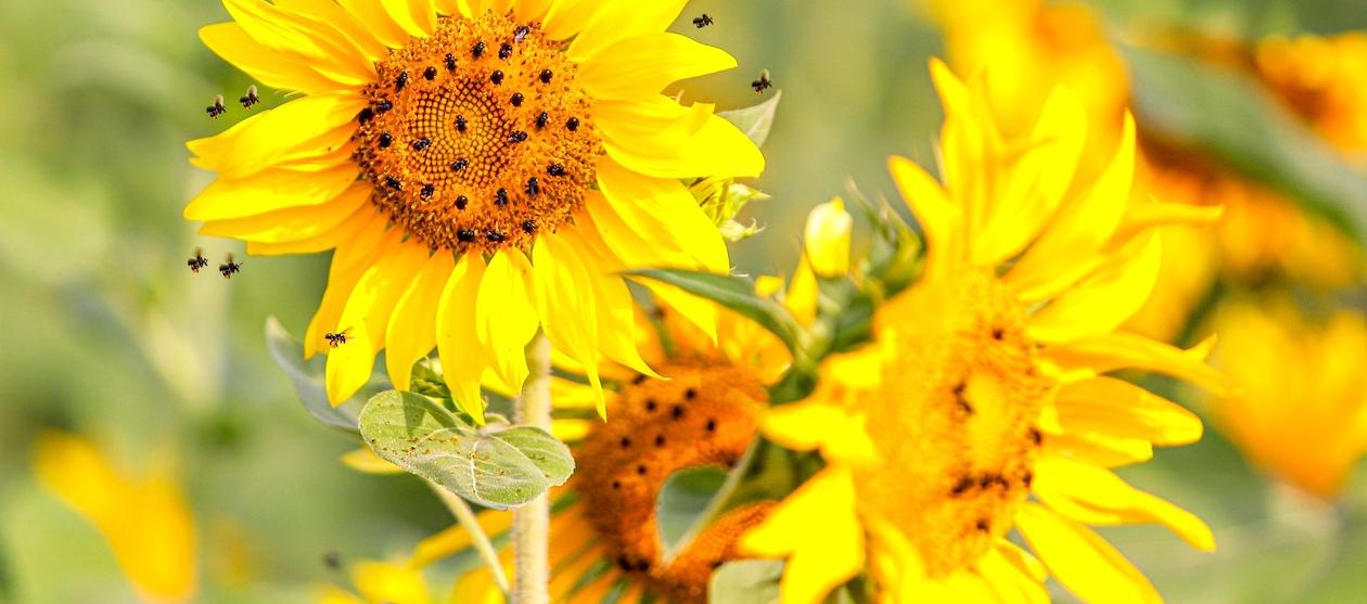 Las abejas 'enreda cabello' en los girasoles.