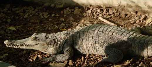 Caimán aguja rescatado en Honda Tolima