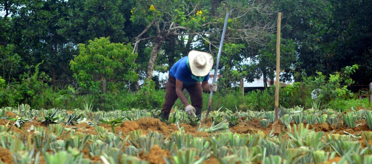 Campesinos se benefician en la entrega de hectáreas del Gobierno.