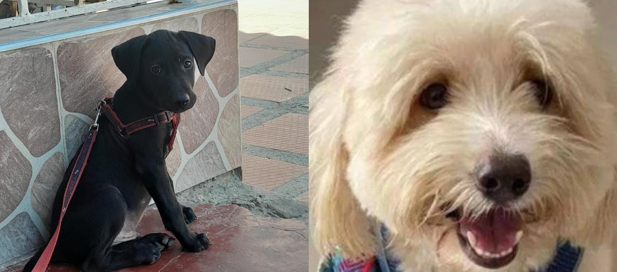 Mascotas extraviadas en Soledad y Barranquilla.
