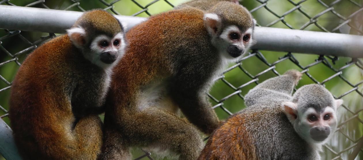 Algunos de los monos.