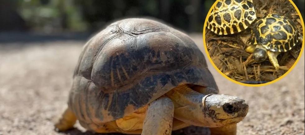 Después de 90 años tortuga se convierte en padre por primera vez.