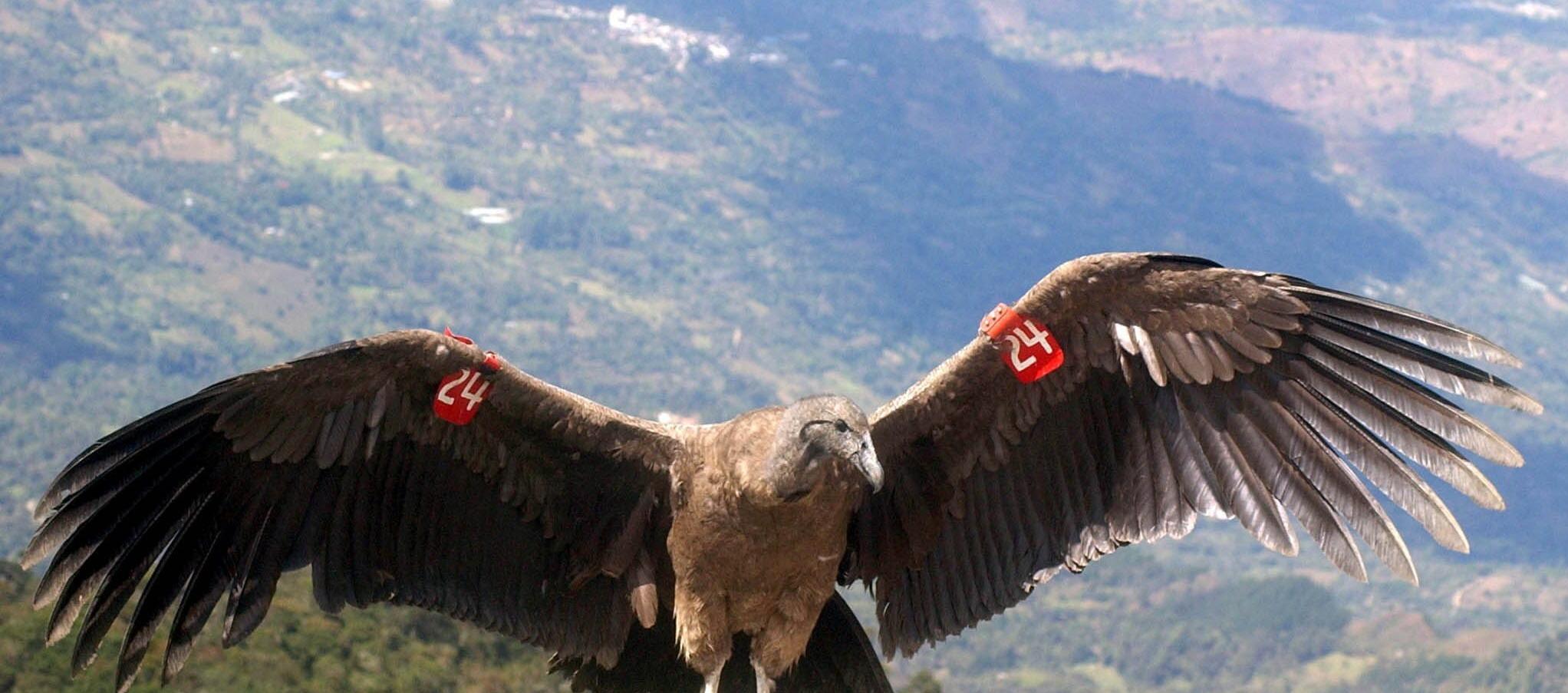 Cóndor de los Andes en Boyacá, ejemplar bajo protección.