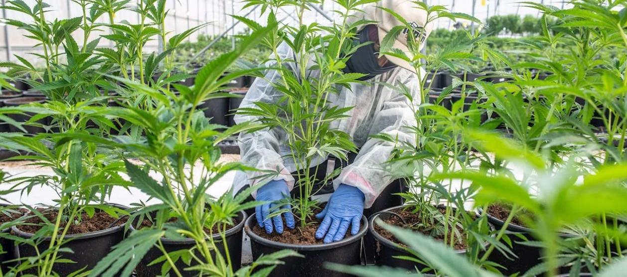 Imagen de referencia.