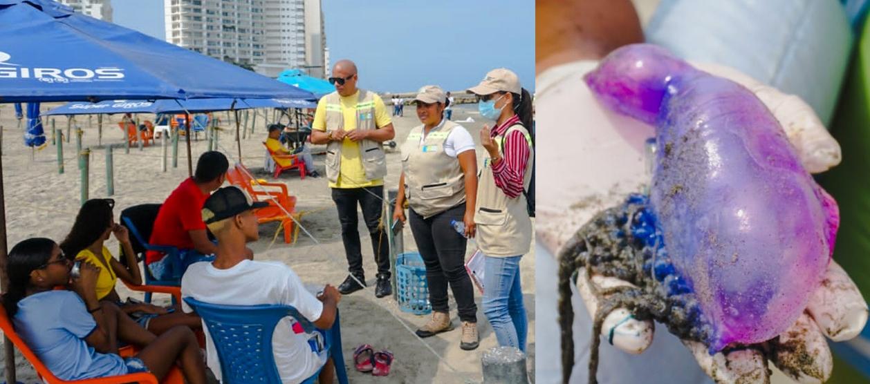 El EPA en Cartagena adelantó pedagogía sobre la 'fragata portuguesa' en las playas.