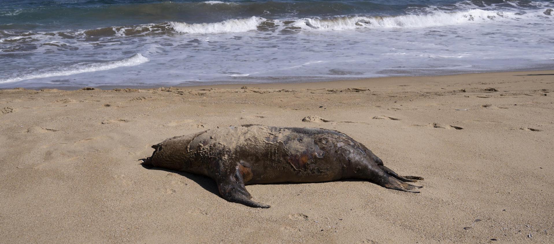Fotografía de un lobo marino muerto en la playa de Reñaca este viernes en Viña del Mar.