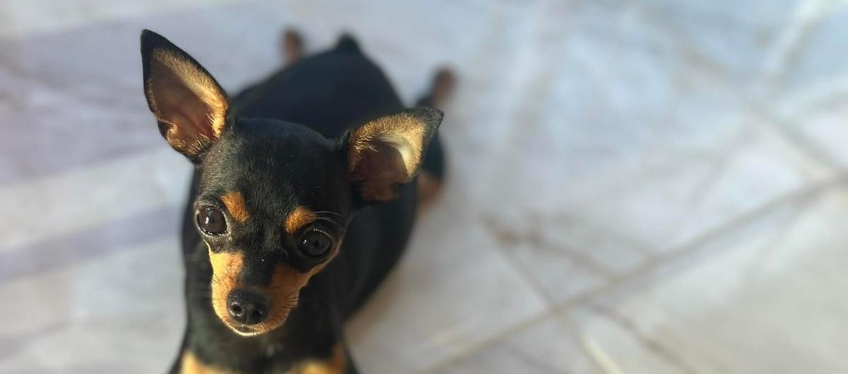 Mascota extraviada en Los Almendros.