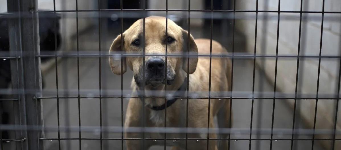 Imagen de referencia.