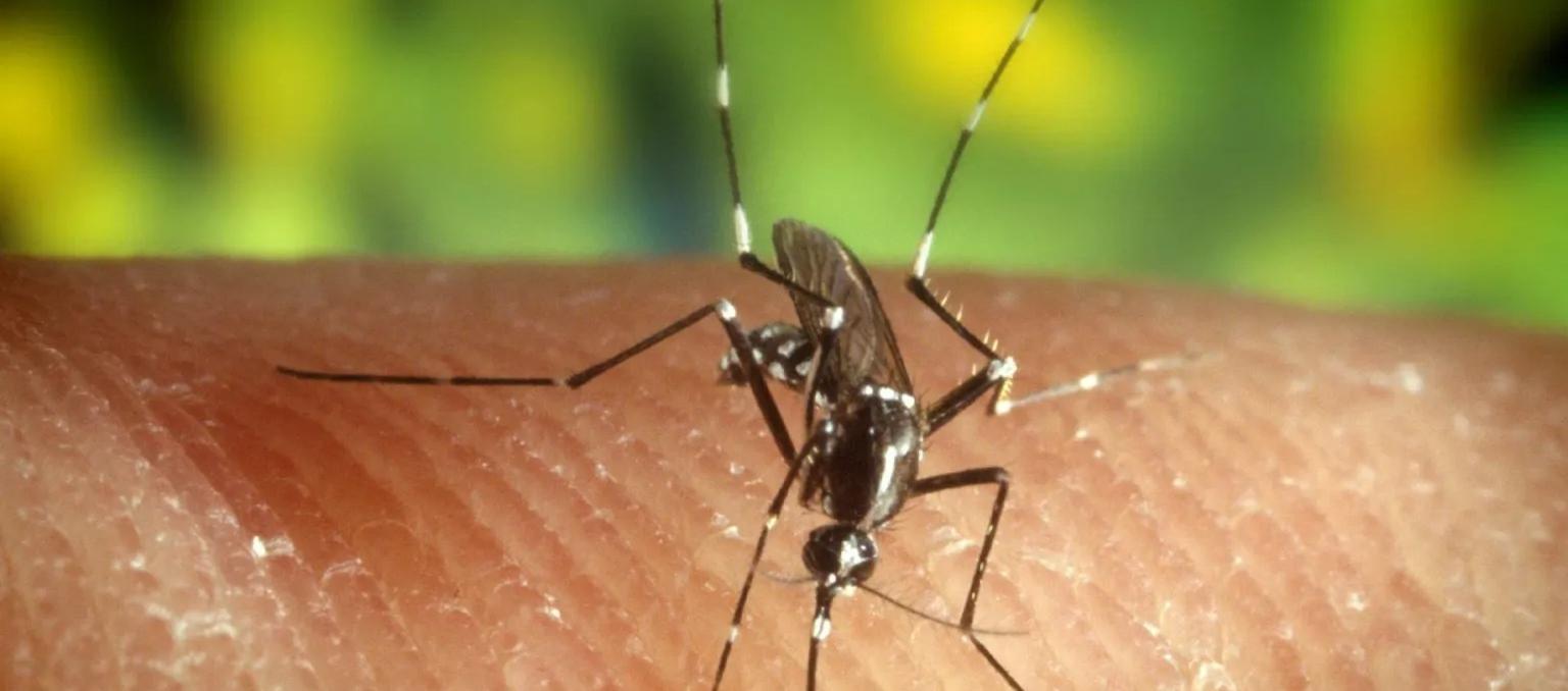 Mosquito transmisor del dengue.