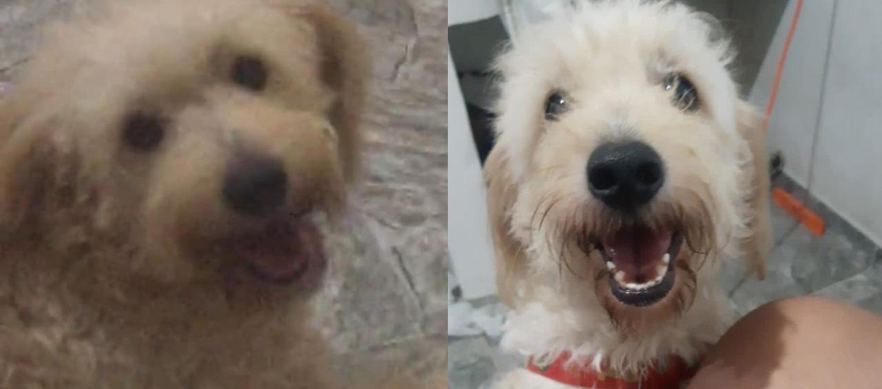 'Holly', mascota desaparecida desde hace 20 días.