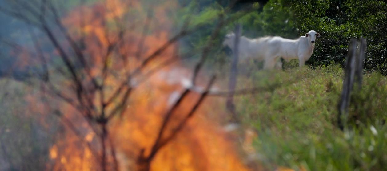 Imagen de referencia.