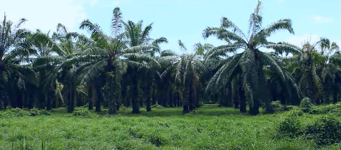 La plaga amenaza a las miles de hectáreas sembradas.
