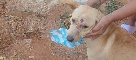Perro recibió un disparo en la cabeza.