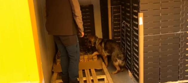 Guardia Civil de España en pleno operativo de la carga de fruta en la que fueron decomisados 30 kilos de cocaína