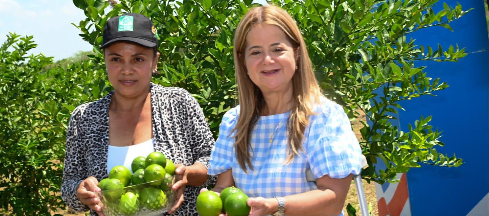 La gobernadora Elsa Noguera con una cosecha de limón tahití en Repelón. 