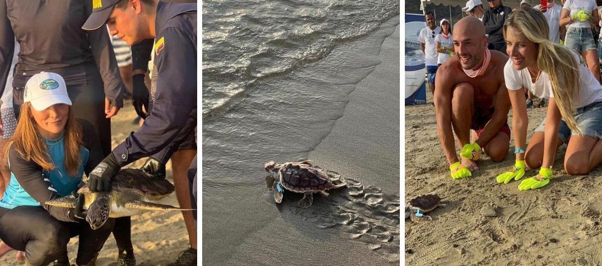 Tres momentos de la liberación de tortugas.