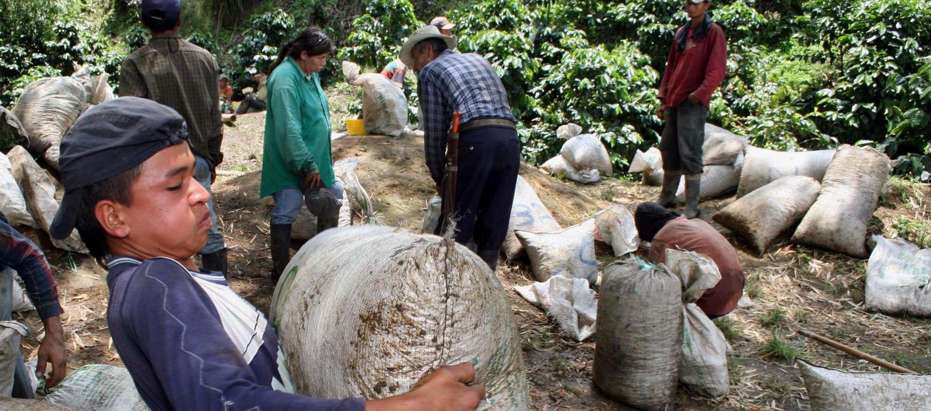 Grupo de agricultores durante una cosecha de granos de café.