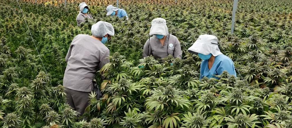 Cultivo de cannabis para exportación y uso medicinal.