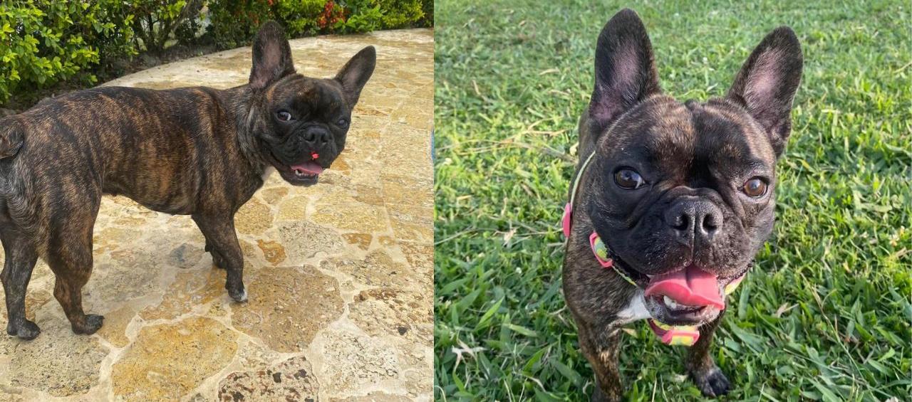 'Gabbana' se encuentra desaparecida.