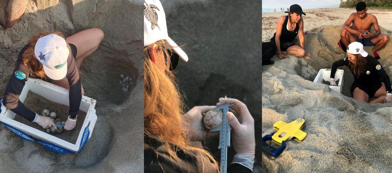 Rescate de huevos de tortuga Laúd.