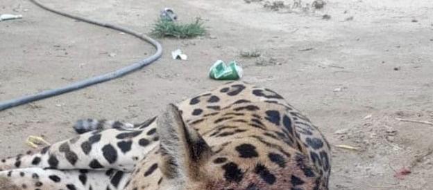 Mataron a un jaguar en zona rural de Ciénaga.