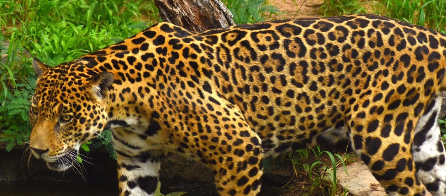 Así es uno de los jaguares asesinado en Antioquia. 